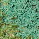 Wet Patches in Yard